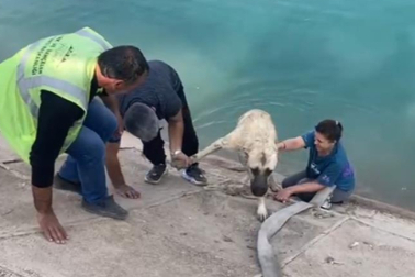 Bursalı kahraman anne, Fırat'a düşen kangalı kurtardı