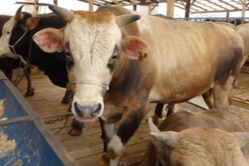 Uzmanından 'Deli dana' uyarısı