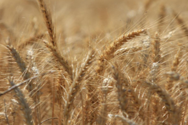 Küresel tahıl üretiminde rekor beklentisi