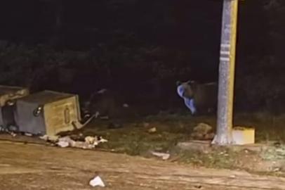 Uludağ'da kış uykusuna yatmayan ayılar, çöp konteynerlerini talan etti