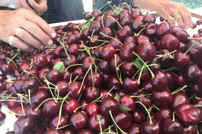 Dondurulmuş kirazda da dünya lideriyiz