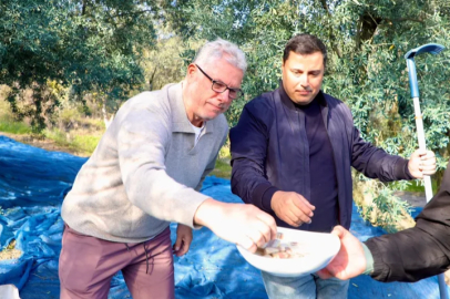 Mudanya’da zeytin hasadı sezonu başladı