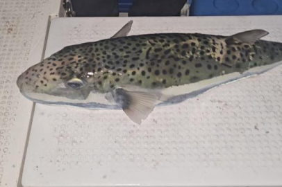 Gemlik Körfezi’nde benekli balon balığı şoku