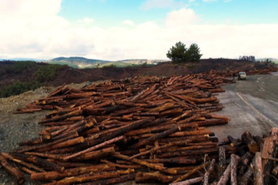 Bursa yeniden yeşerecek
