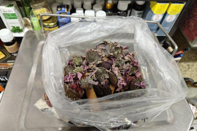 Geçmeyen öksürüğe ‘bitkisel' karışım