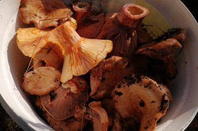 Uzmanından doğadaki mantarlarla ilgili uyarı