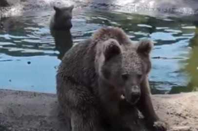 Kış uykusundan önce son banyo