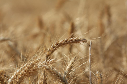 Küresel tahıl üretiminde 105 milyon tonluk rekor artış bekleniyor