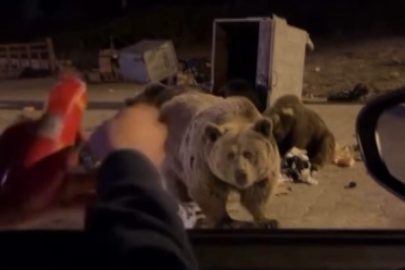 Uludağ’da ayı ailesine sucuk ziyafeti çekerken saldırıya uğradı