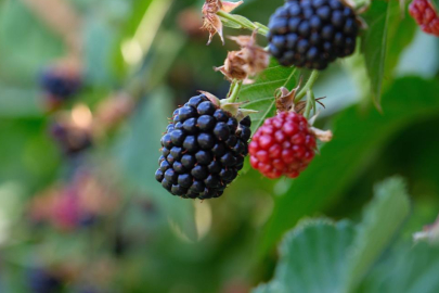Bursa Büyükşehir 9 üründe fide ve fidan desteğinde bulunacak