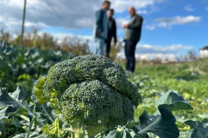 Bursa'da tarlada 10 liraya inen brokoli pazarda 70 liraya satılıyor