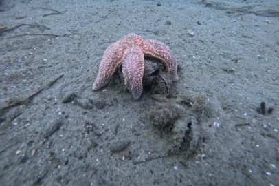 Marmara Denizi'nin ekolojik yapısı mercek altında