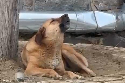 Bursa'da ezana uluyan sokak köpeği dikkat çekti