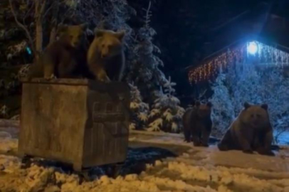 Kış uykusuna yatmayan ayılar böyle görüntülendi