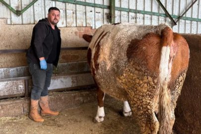 Şap hastalığına bir hayvanını daha verdi