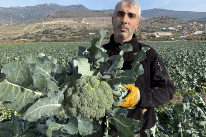 İzmir'in verimli tarım arazilerinde 'yeşil altın' hasadı
