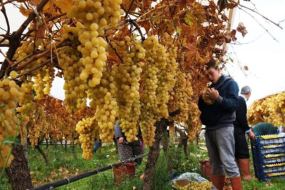 Üzüm hasadında sona yaklaşıldı