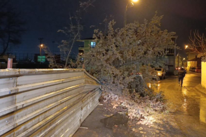 İnegöl'de rüzgarın etkisiyle ağaç devrildi