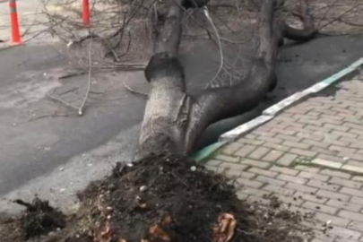 Bursa'da çatı ve prefabrik evler böyle uçtu, ağaçlar kırıldı