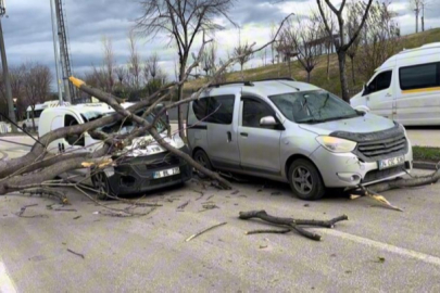 Bursa'da seyir halindeki araçların üzerine ağaç devrildi