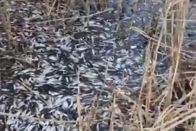 Uluabat Deresi’nde binlerce balık ölü bulundu