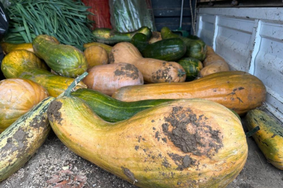 Osmangazi'de 30 kilogramlık Kıbrıs bal kabağı yetiştirildi