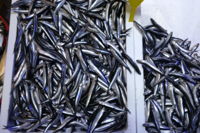 Türkiye'nin hamsi ihracatında Avrupa ülkeleri ilk sırada