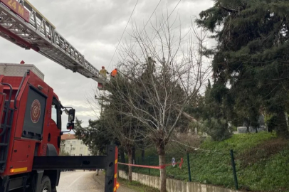Bursa'da lodos ağacı devirdi, elektrik hatları zarar gördü