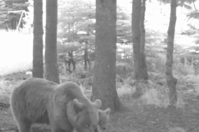 Bursa'da bozayı ailesi, fotokapana yakalandı