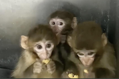 Bursa'da 3 makak maymunu koruma altına alındı