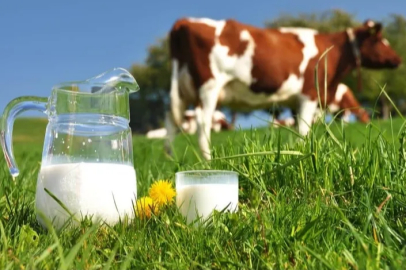 Kasım ayında 863 bin 651 ton inek sütü toplandı