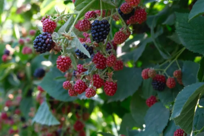 Kestel'de ahududu ve böğürtlen üretiminde Sırbistan modeli