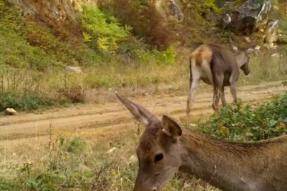 Bursa'nın kızıl geyikleri fotokapana takıldı