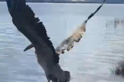 Bursa'da tedavisi tamamlanan ak pelikan doğaya salındı