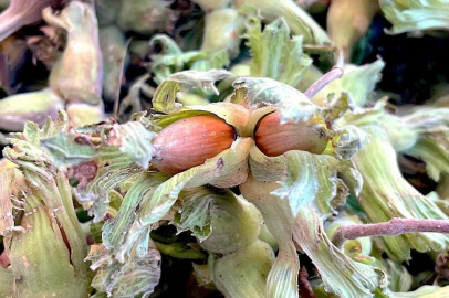 Uludağ'ın fındığı destek bekliyor