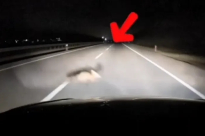 Bursa'da yola atlayan tilki, sürücüye zor anlar yaşattı