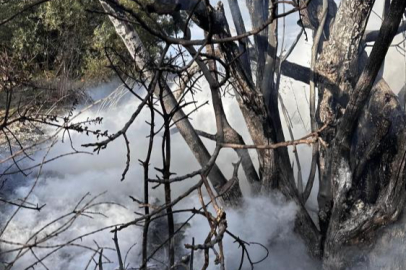 Bursa'da çıkan çalı yangını büyümeden söndürüldü