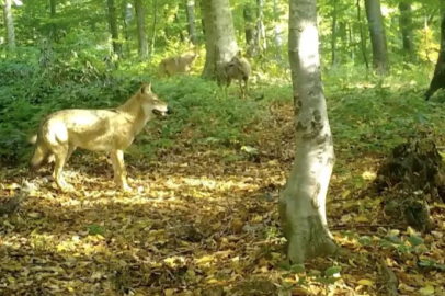 'Kurtlar konseyi' Uludağ'da toplandı