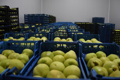 Kestel'e 400 milyon liralık dev meyve tesisi kuruluyor