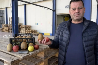 Türkiye'nin tarımda yeni gururu İznik'te yetişti