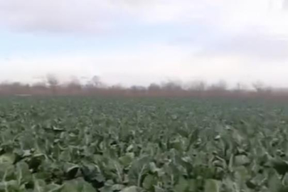 Bursa'da sağanak yağış tarımı vurdu