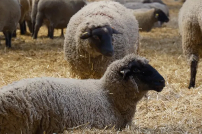 Merinos Koyunu'na yeni etçil rakip geldi: Bandırma Koyunu