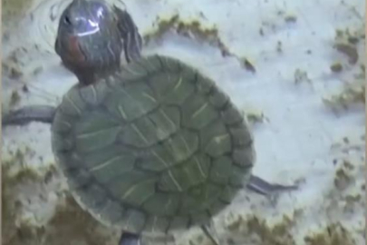 Bursa'da kaplumbağa operasyonu