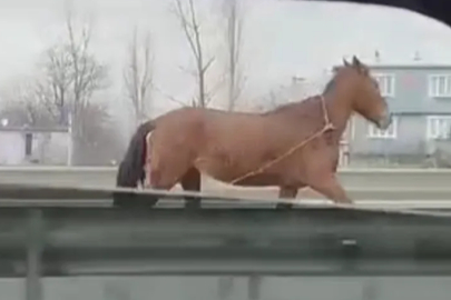 Başıboş at Bursa trafiğinde tehlike saçtı