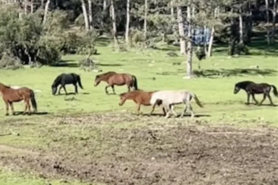 Bursa’da yılkı atlarının özgürlük gezisi