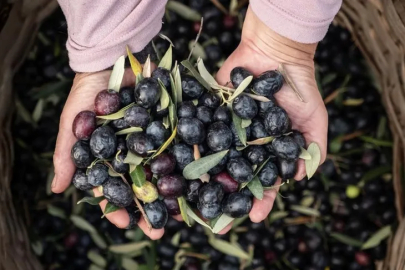 Marmarabirlik'ten 2025'te güçlü ve stratejik büyüme