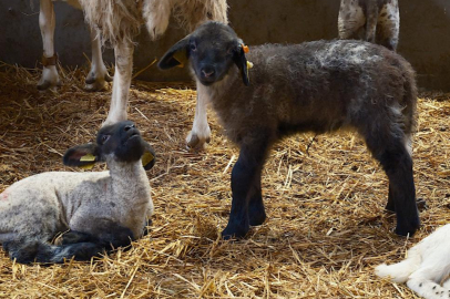 Koyunlara suni tohumlama geliyor