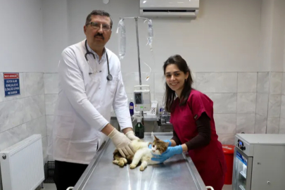 Yaralı kediye Büyükşehir şefkati