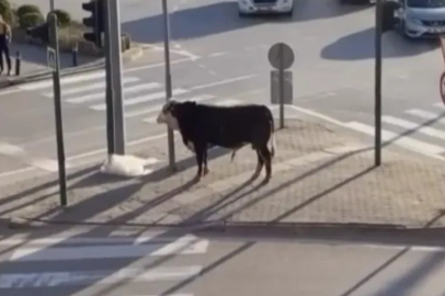 Bursa'da kaçan boğa trafiği karıştırdı