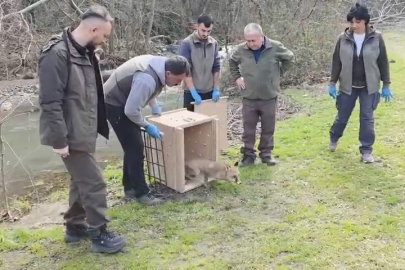 Karacabey Longozları'nda yaban hayatına özgürlük